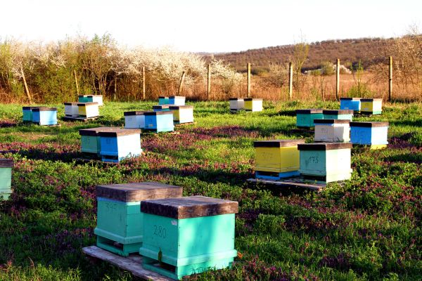Bijenkasten in het veld