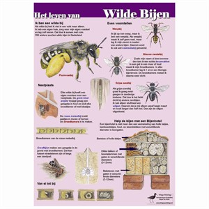 Poster Het leven van wilde bijen - paarse achtergrond, geplasticificeerd