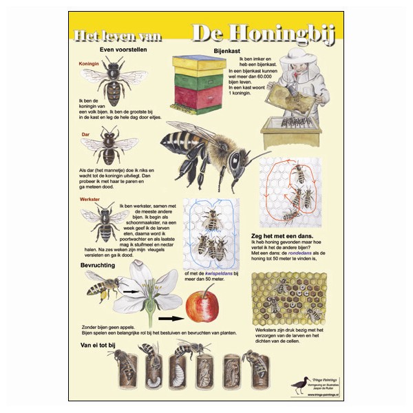 Infokaart Het leven van de honingbij