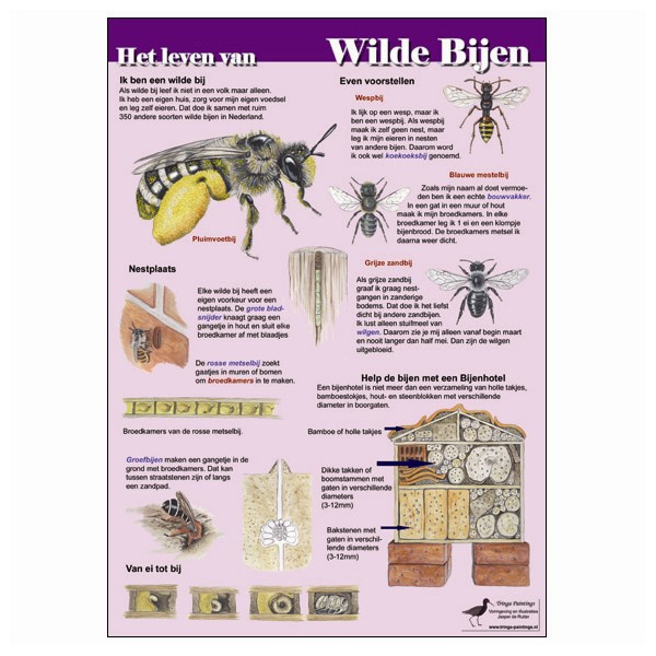Infokaart Het leven van wilde bijen