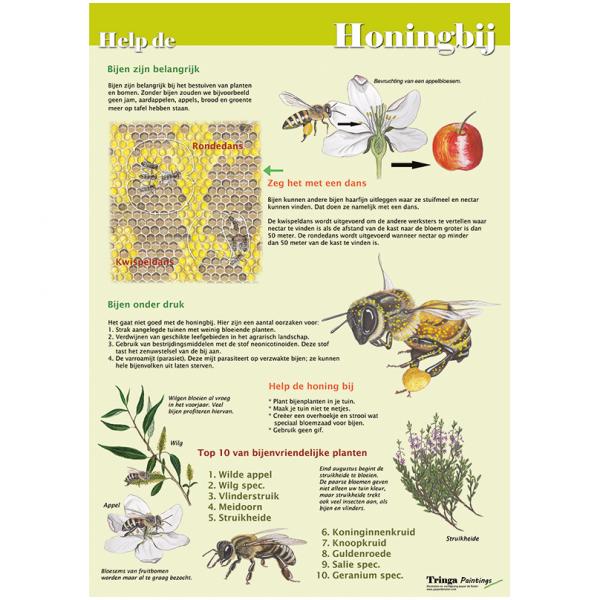Poster Help de honingbij (geplastificeerd) groene achtergrond
