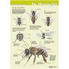 Poster Anatomie van de honingbij van buiten (geplastificeerd) groene achtergrond