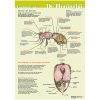 Poster Anatomie van de honingbij van binnen (geplastificeerd) groene achtergrond