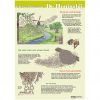 Poster Uitzwermen van de honingbij (geplastificeerd) groene achtergrond