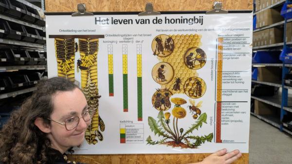 Poster Het leven van de honingbij - broedontwikkeling en werkverdeling