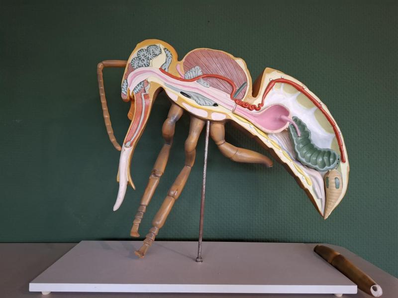 Anatomie model honingbij