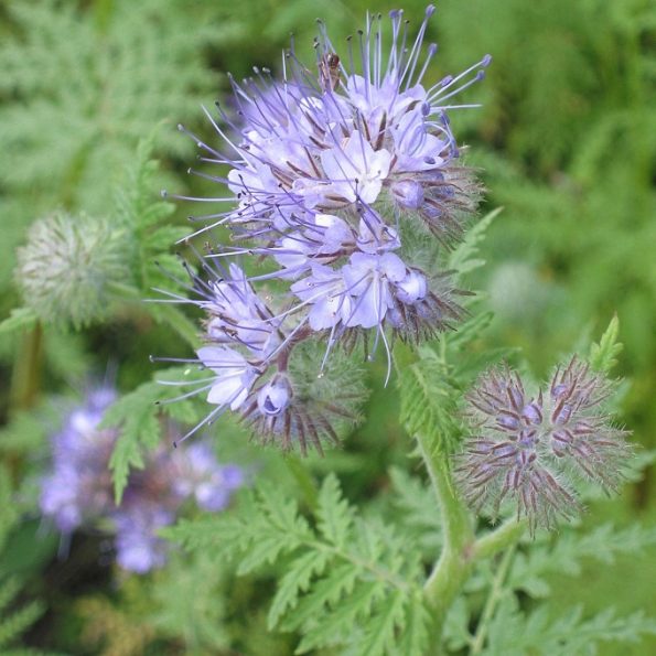 Phacelia - groenbemester - 100gram voor 100m2