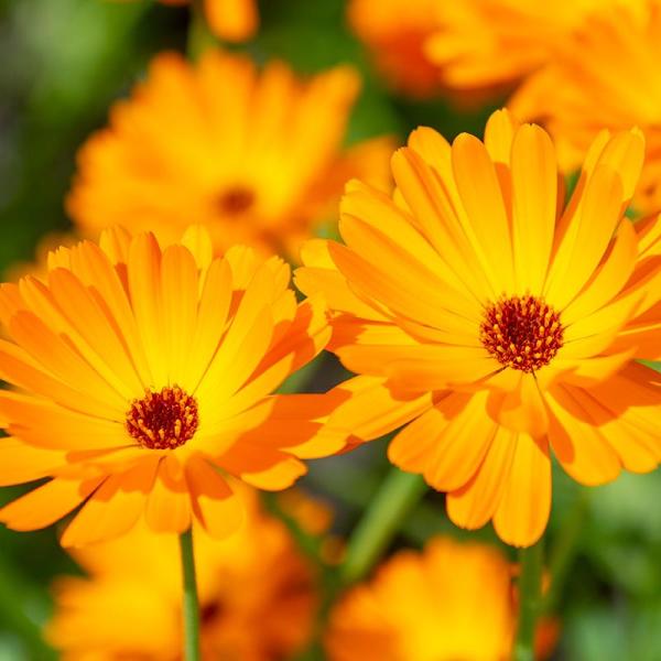 Goudsbloem - Calendula officinalis 10 m2