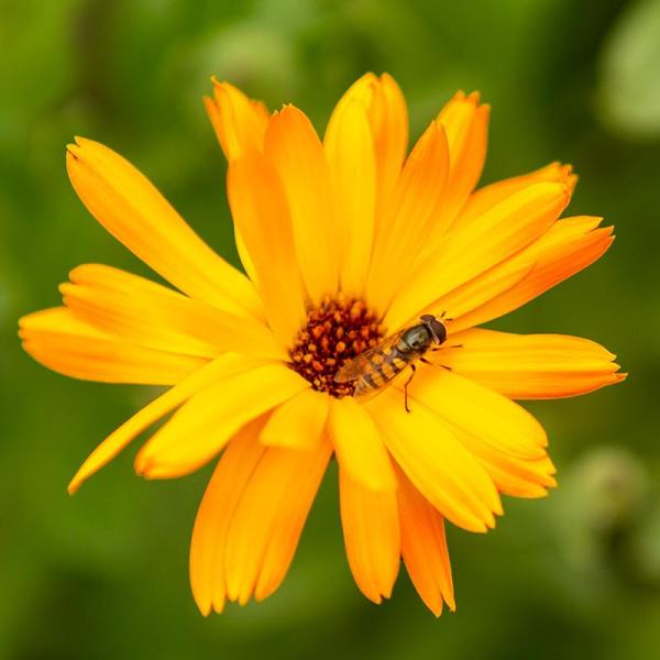 Goudsbloem - Calendula officinalis 50 m2