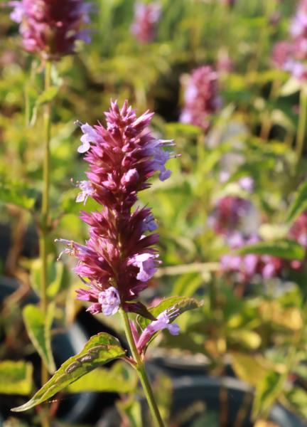 Agastache Blue Boa Dropplant