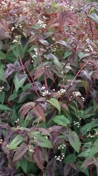 Persicaria Red Dragon