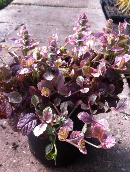 Ajuga Burgundy Glow - zenegroen