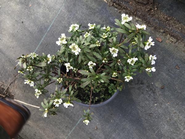 Iberis Sempervirens Alexanders White - scheefbloem