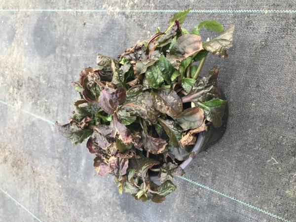 Ajuga Reptans Rosea - zenegroen