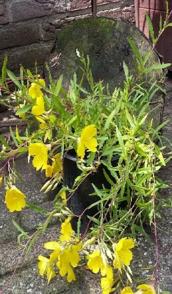 Oenethera African Sun - kruipende teunisbloem