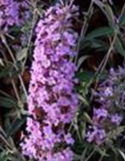 Buddleja Free Petite Lavender