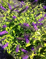 Buddleja Moonshine