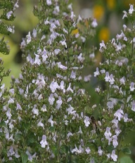 Calamintha nepeta nepeta - Bergsteentijm
