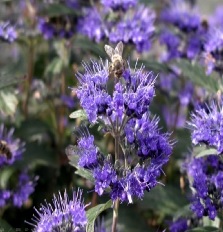 Caryopteris Grand Blue (vanaf sept. beschikbaar)