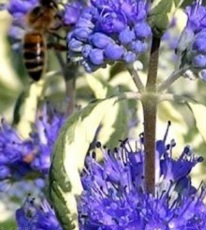 Caryopteris White Surprise (vanaf sept. beschikbaar)