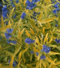 Caryopteris Worchester Gold (vanaf sept. beschikbaar)