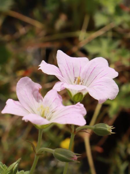 Geranium Dreamland