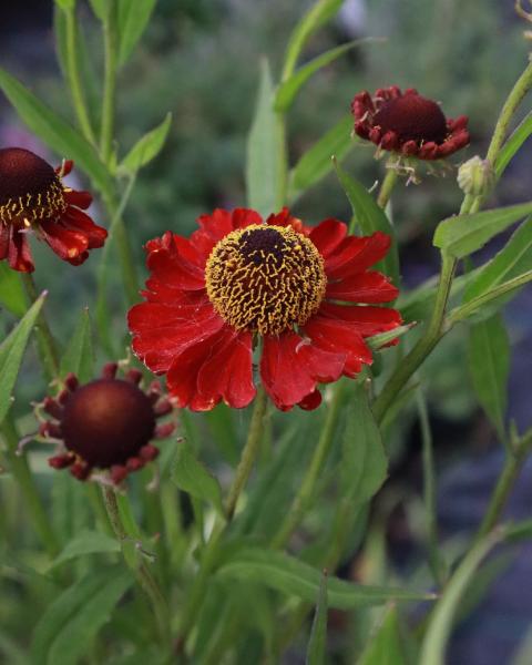 Helenium Moerheim