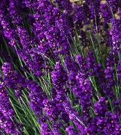 Lavandula Hidcote - Lavendel