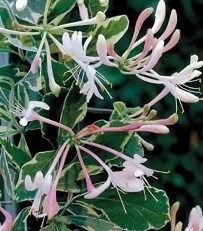 Lonicera Japonica Maskerade - Japanse Kamperfoelie