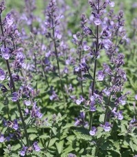Nepeta Faassenii Junior Walker