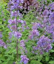 Nepeta Faassenii Six Hills Gigant