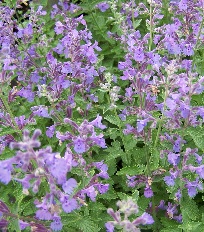Nepeta Faassenii Walkers Low