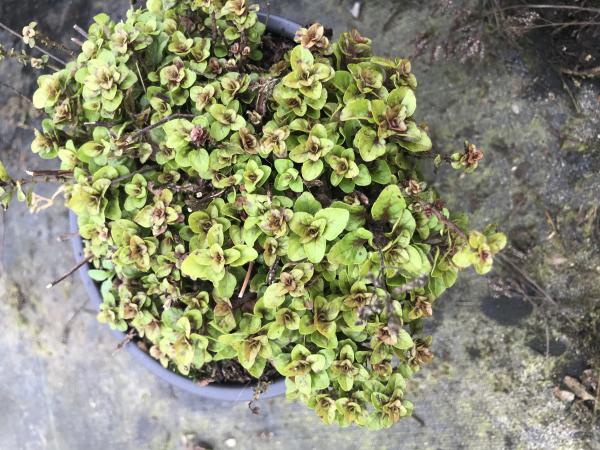 Origanum vulgare - Oregano/wilde marjolein