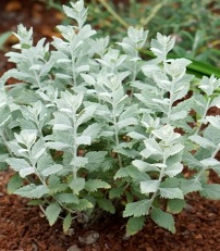 Perovskia Silvery Blue