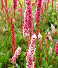 Persicaria Darjeeling Red