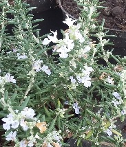 Rosamarinus lavandula capri