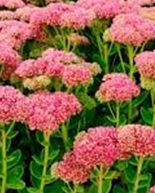 Sedum herbstfreude