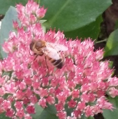 Sedum Spectabile