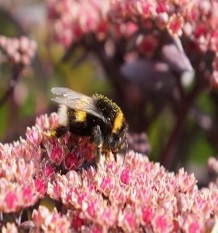 Sedum Sunsparkler Blue Pearl