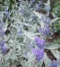 Caryopteris Sterling Silver (vanaf sept. beschikbaar)