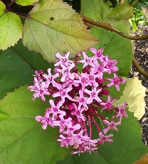 Clerodendron Bungei