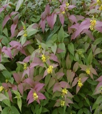 Diervilla Splendens (vanaf okt. beschikbaar)