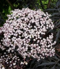 Sambucus blacklace