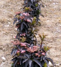 Sambucus black tower