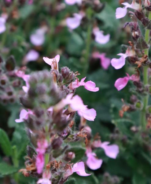 Teucrium Lucidrys