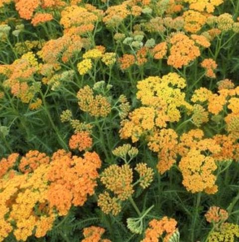 Achillea terracotta - Duizenblad
