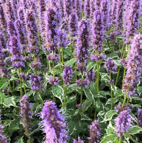 Agastache Crazy Fortune Dropplant