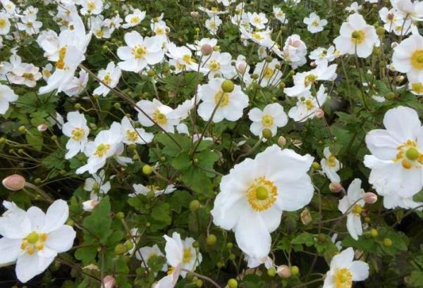 Anemone hybrida Andrea Atkinson Anemoon