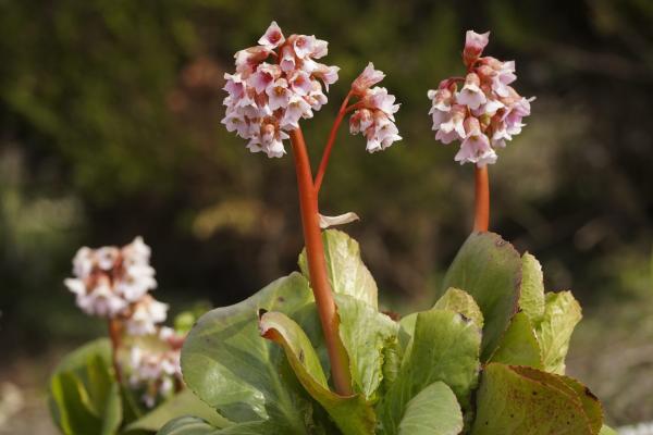 Bergenia - Schoenlappersplant