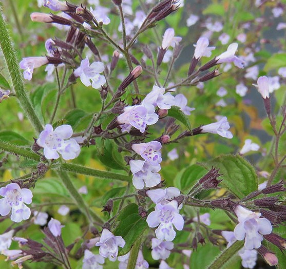 Calamintha Nepeta Blue Cloud - Bergsteentijm